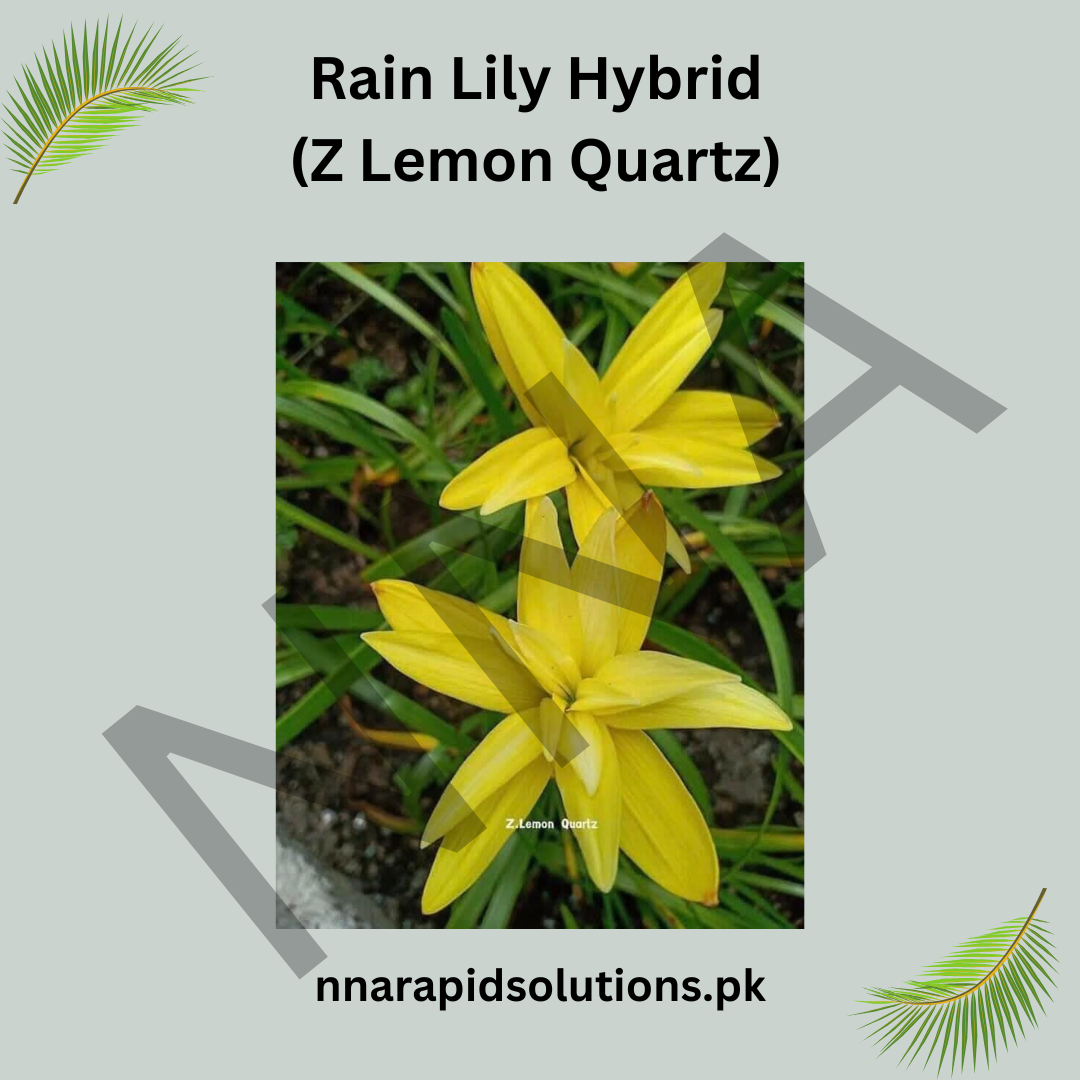 Rain Lily Hybrid Z Lemon Quartz Bulb – Bright Lemon-Yellow Blooming Rain Lily