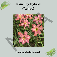 Rain Lily Hybrid Tamao Bulb – Elegant Pink Blooming Rain Lily