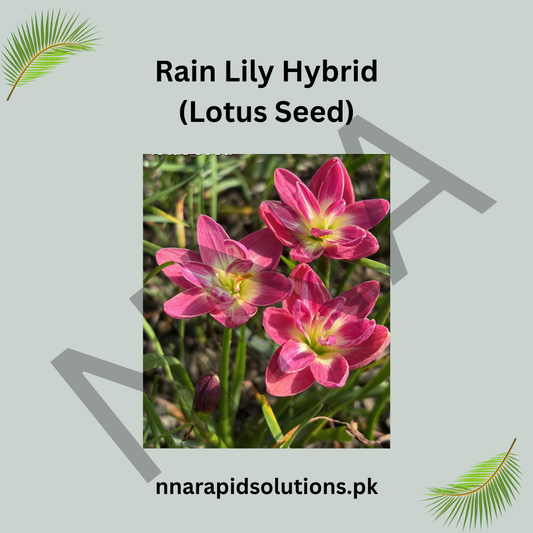 Rain Lily Hybrid Lotus Seed Bulb – Elegant Pink Blooming Rain Lily