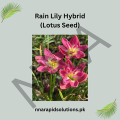Rain Lily Hybrid Lotus Seed Bulb – Elegant Pink Blooming Rain Lily