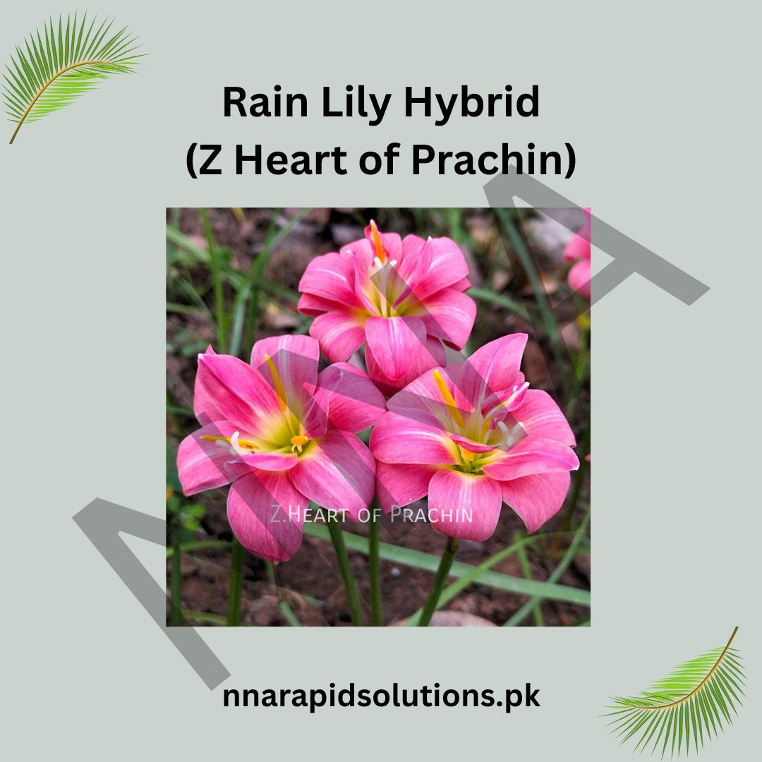 Rain Lily Hybrid Z Heart of Prachin Bulb – Stunning Pink Blooming Rain Lily