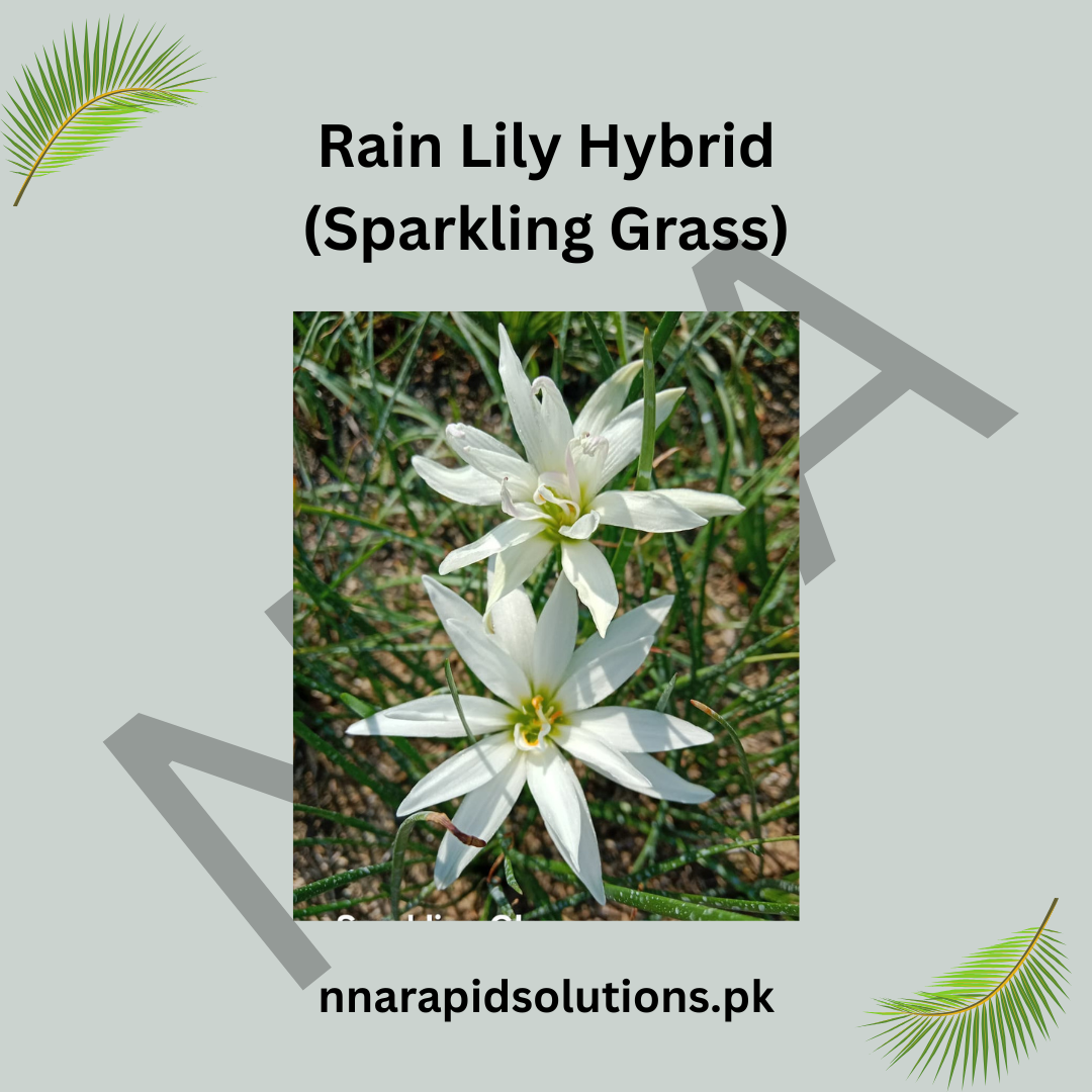 Rain Lily Hybrid Sparkling Grass Bulb – Bright White Blooming Rain Lily