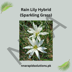 Rain Lily Hybrid Sparkling Grass Bulb – Bright White Blooming Rain Lily