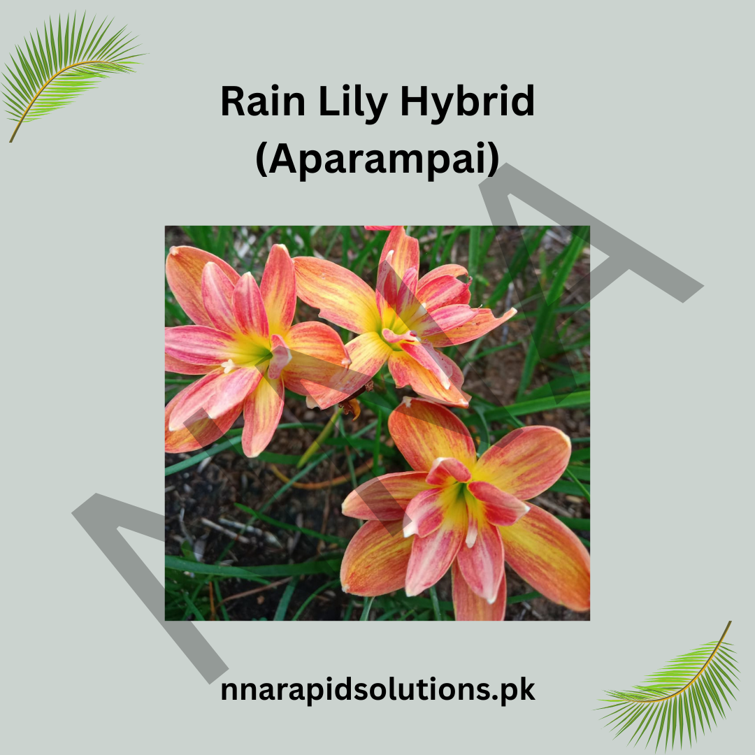 Rain Lily Hybrid Aparampai Bulb – Stunning Pink Blooming Rain Lily