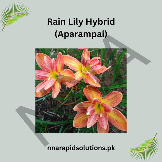 Rain Lily Hybrid Aparampai Bulb – Stunning Pink Blooming Rain Lily