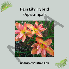 Rain Lily Hybrid Aparampai Bulb – Stunning Pink Blooming Rain Lily