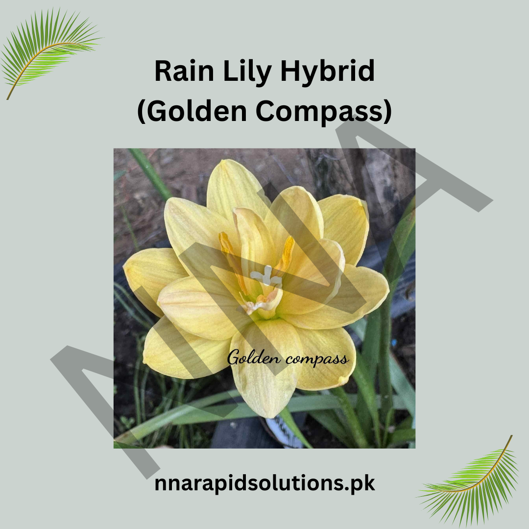 Rain Lily Hybrid Golden Compass Bulb – Bright Yellow Blooming Rain Lily