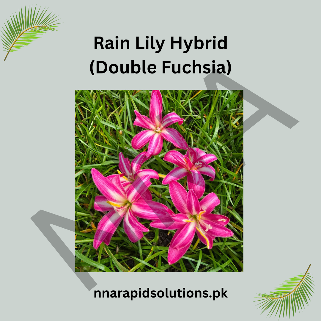 Rain Lily Hybrid Double Fuchsia Bulb – Vibrant Double-Petaled Fuchsia Bloom