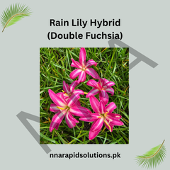 Rain Lily Hybrid Double Fuchsia Bulb – Vibrant Double-Petaled Fuchsia Bloom