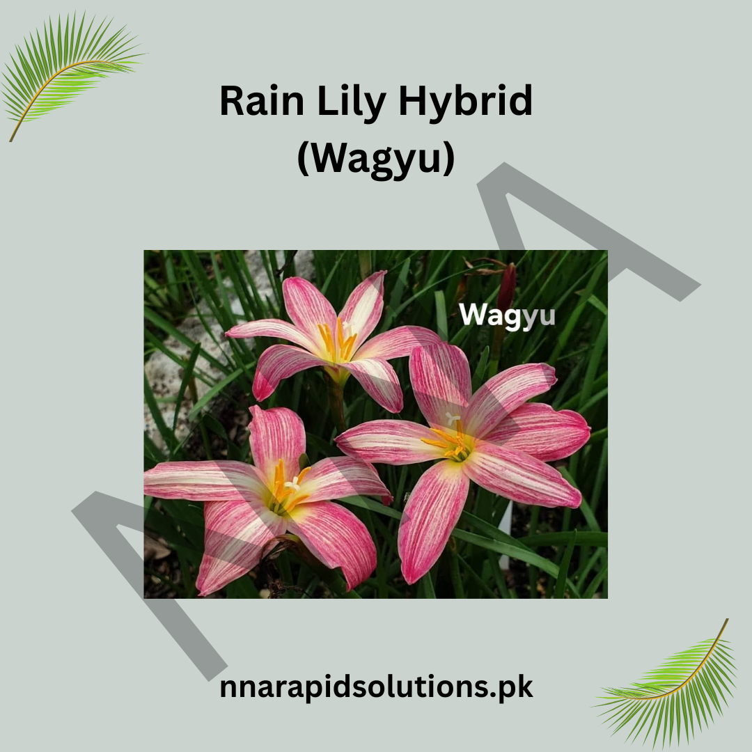 Rain Lily Hybrid Wagyu Bulb – Stunning White Blooming Rain Lily
