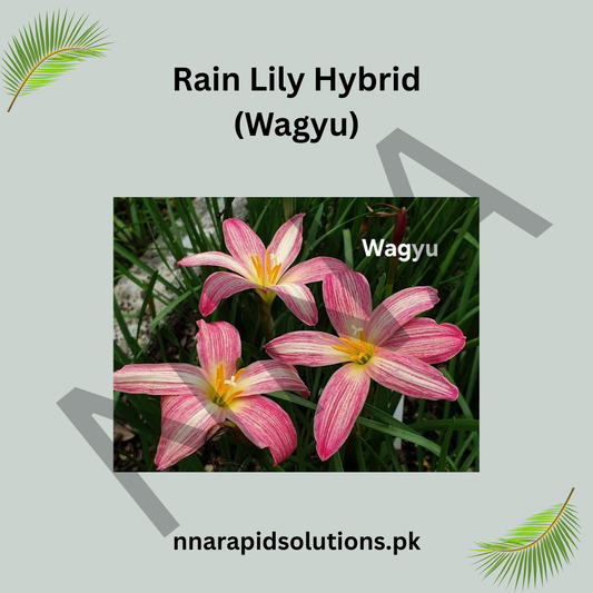 Rain Lily Hybrid Wagyu Bulb – Stunning White Blooming Rain Lily