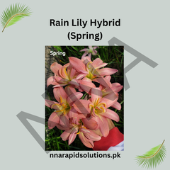 Rain Lily Hybrid (Spring) Bulb – Elegant Seasonal Blooming Rain Lily
