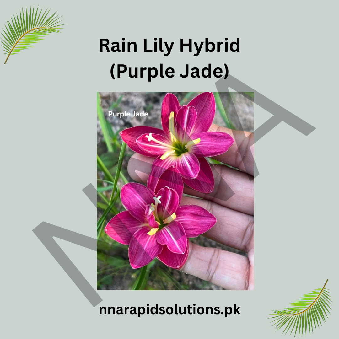 Rain Lily Hybrid (Purple Jade) Bulb – Elegant Purple Blooming Rain Lily