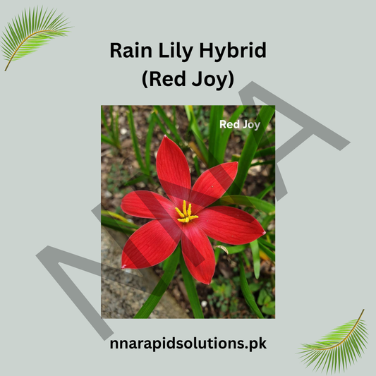 Rain Lily Hybrid (Red Joy) Bulb – Bright Red Blooming Rain Lily for Gardens