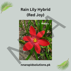Rain Lily Hybrid (Red Joy) Bulb – Bright Red Blooming Rain Lily for Gardens