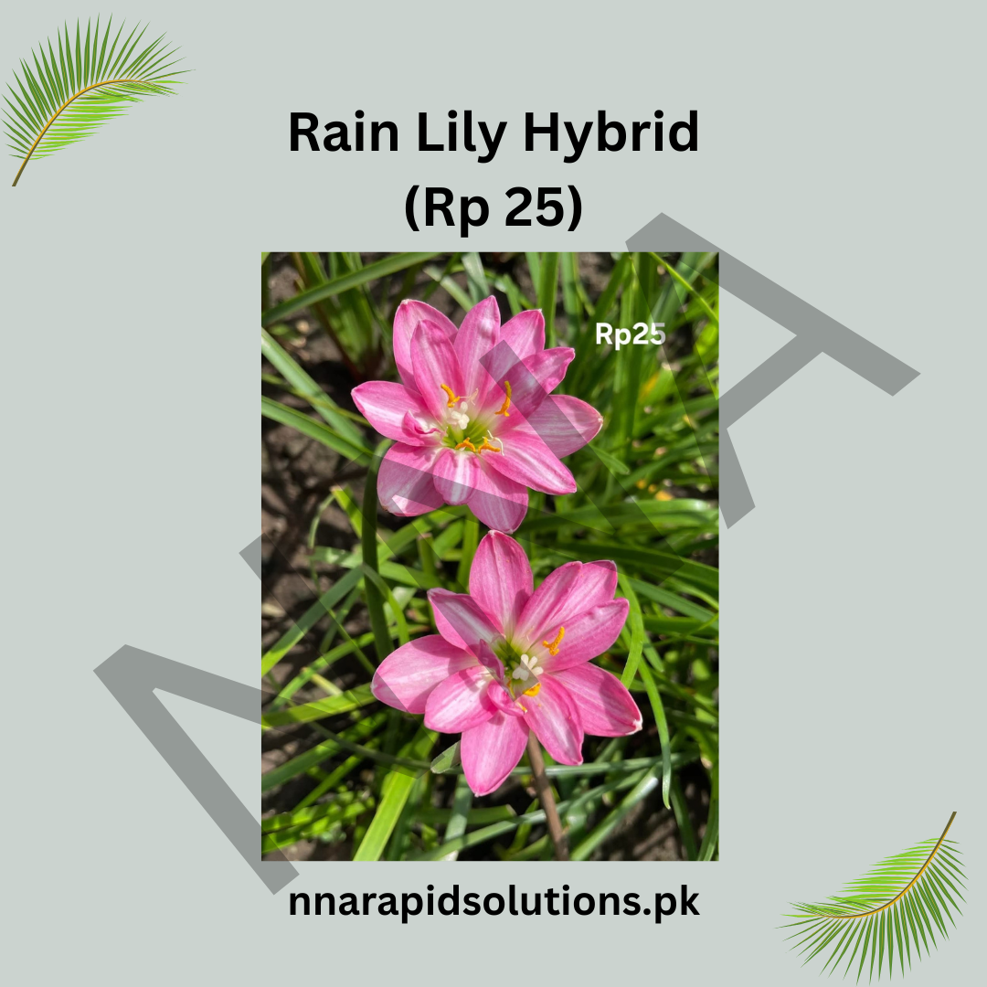 Rain Lily Hybrid RP-25 Bulbs (Zephyranthes) – Fast Blooming Summer Flower
