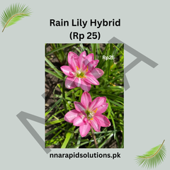 Rain Lily Hybrid RP-25 Bulbs (Zephyranthes) – Fast Blooming Summer Flower