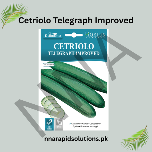 Cetriolo Telegraph Improved Seeds – Long English Cucumber