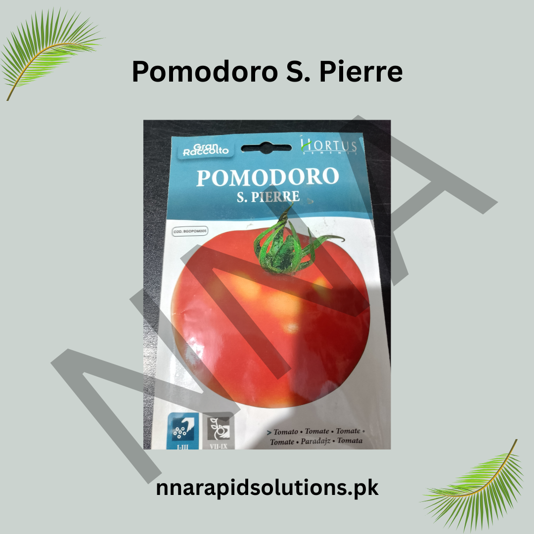 Pomodoro Saint Pierre Seeds – Classic French Tomato for Kitchen Gardens
