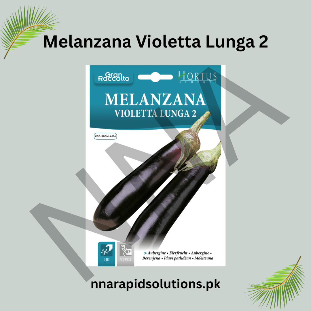 Melanzana Violetta Lunga 2 Seeds – Italian Long Purple Eggplant for Kitchen Gardens