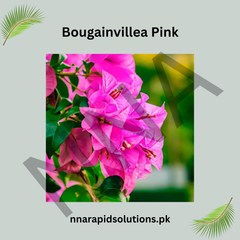 Bushy Bougainvillea/Boganvelia Flowering Plant | Colorful Outdoor Shrub