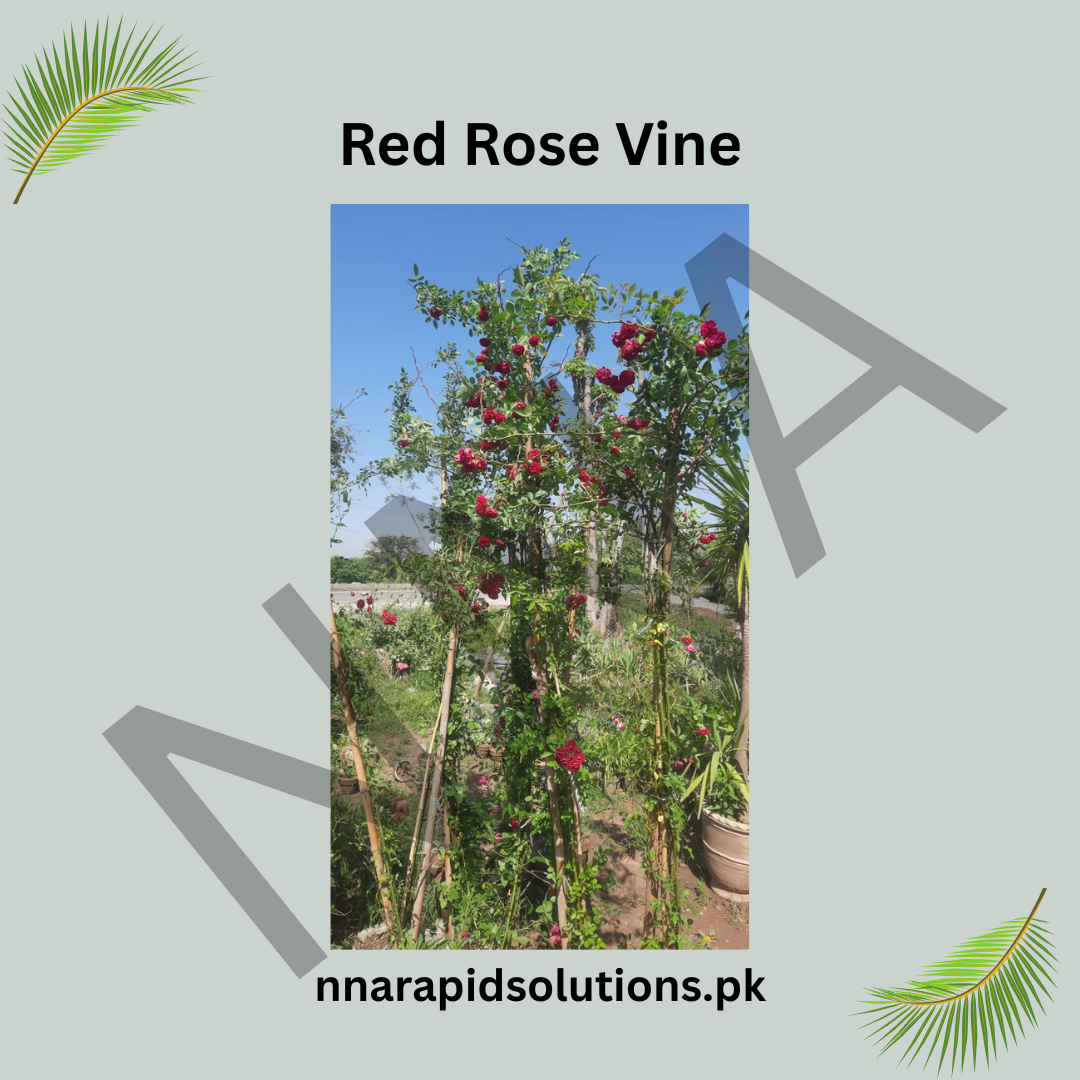 Red Climbing Rose Plant (Big Size) – Fragrant Flowering Rose Vine