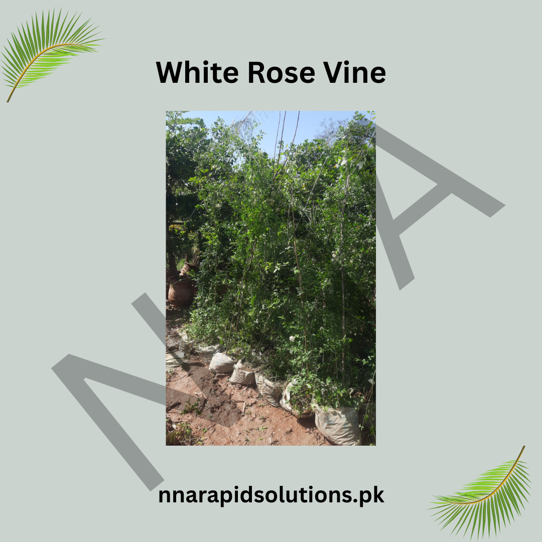 White Climbing Rose Plant (Big Size) – Elegant Fragrant Rose Vine