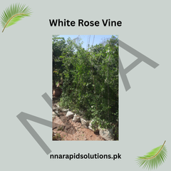 White Climbing Rose Plant (Big Size) – Elegant Fragrant Rose Vine