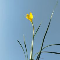 rain lily (yellow)