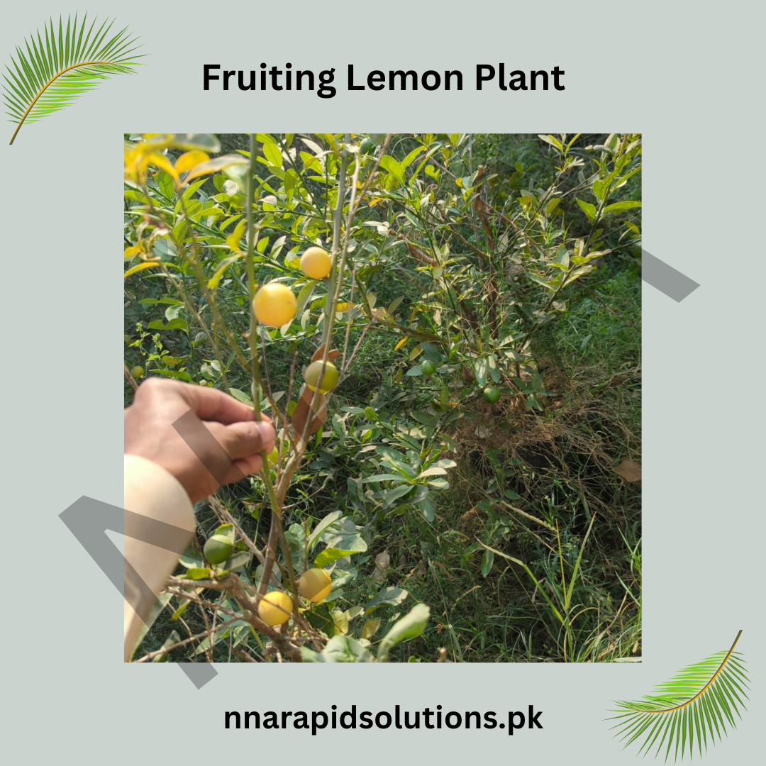 China Lemon Plant with Fruit – Fresh, Healthy & Ready to Grow